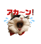 猫のもふさんスタンプその1（個別スタンプ：20）