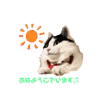 猫のもふさんスタンプその1（個別スタンプ：23）