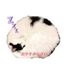 猫のもふさんスタンプその1（個別スタンプ：24）