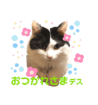 猫のもふさんスタンプその1（個別スタンプ：27）