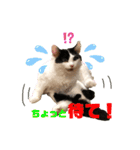 猫のもふさんスタンプその1（個別スタンプ：29）