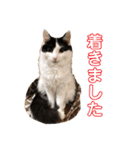猫のもふさんスタンプその1（個別スタンプ：31）