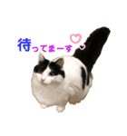 猫のもふさんスタンプその1（個別スタンプ：32）