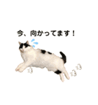 猫のもふさんスタンプその1（個別スタンプ：33）