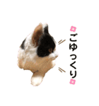猫のもふさんスタンプその1（個別スタンプ：34）