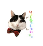 猫のもふさんスタンプその1（個別スタンプ：36）