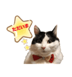 猫のもふさんスタンプその1（個別スタンプ：37）