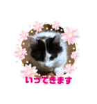 猫のもふさんスタンプその1（個別スタンプ：38）
