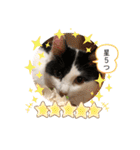 猫のもふさんスタンプその1（個別スタンプ：40）