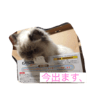 猫プリンのスタンプ（個別スタンプ：1）
