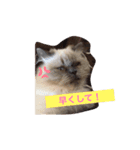 猫プリンのスタンプ（個別スタンプ：5）