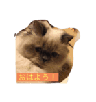 猫プリンのスタンプ（個別スタンプ：6）