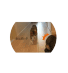 ムギトラ可愛い（個別スタンプ：5）