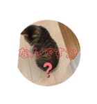 ムギトラ可愛い（個別スタンプ：15）