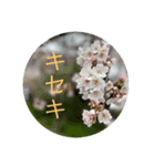 約束事（個別スタンプ：1）