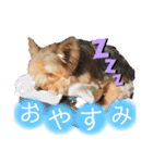 はっぴーくーちゃん！（個別スタンプ：1）