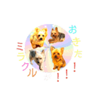 はっぴーくーちゃん！（個別スタンプ：6）