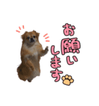 ナック＆キック（個別スタンプ：8）