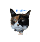 ちゃちゃばろすたんぷ（個別スタンプ：2）