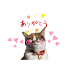 ちゃちゃばろすたんぷ（個別スタンプ：8）