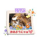 ちゃちゃばろすたんぷ（個別スタンプ：10）