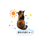 ちゃちゃばろすたんぷ（個別スタンプ：14）