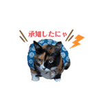 ちゃちゃばろすたんぷ（個別スタンプ：19）