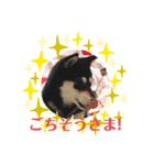 黒柴にこちゃん（個別スタンプ：1）