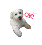 ティアメロ（個別スタンプ：1）