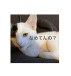 バロンとジャックの日常（個別スタンプ：6）