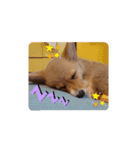 コーギーのエルサpart2（個別スタンプ：4）
