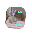 かわいい猫のプッチとみかん4（個別スタンプ：4）