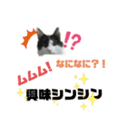 かわいい猫のプッチとみかん4（個別スタンプ：5）