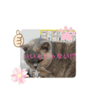 かわいい猫のプッチとみかん4（個別スタンプ：6）
