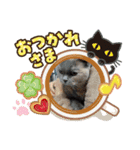 かわいい猫のプッチとみかん4（個別スタンプ：11）