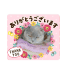 かわいい猫のプッチとみかん4（個別スタンプ：13）