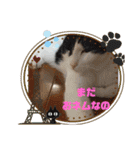 かわいい猫のプッチとみかん4（個別スタンプ：15）