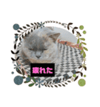 かわいい猫のプッチとみかん4（個別スタンプ：24）