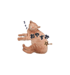 ネコ(茶トラ)ちゃんの日常で使えるスタンプ（個別スタンプ：2）