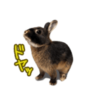 飼っているウサギ（個別スタンプ：1）