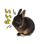 飼っているウサギ（個別スタンプ：2）