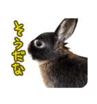 飼っているウサギ（個別スタンプ：3）