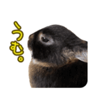 飼っているウサギ（個別スタンプ：5）