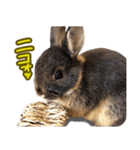 飼っているウサギ（個別スタンプ：6）