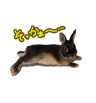飼っているウサギ（個別スタンプ：7）