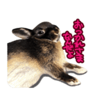 飼っているウサギ（個別スタンプ：9）