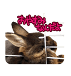 飼っているウサギ（個別スタンプ：11）