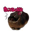 飼っているウサギ（個別スタンプ：12）