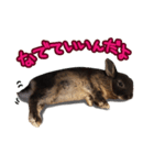 飼っているウサギ（個別スタンプ：13）