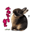 飼っているウサギ（個別スタンプ：16）